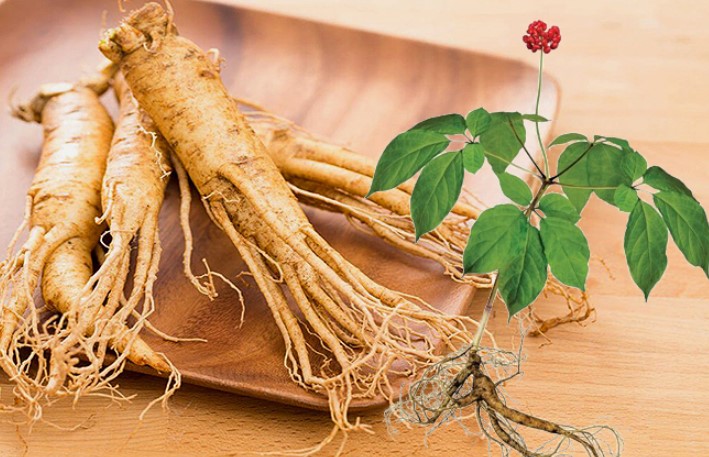 Nhân Sâm - Vua của các vị thuốc bổ