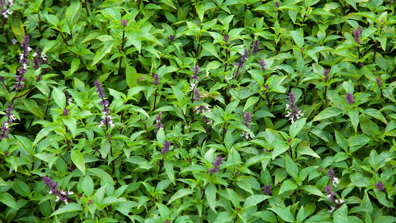 Húng Quế (Ocimum basilicum) - Thảo Dược Thơm Ngát Giải Cảm