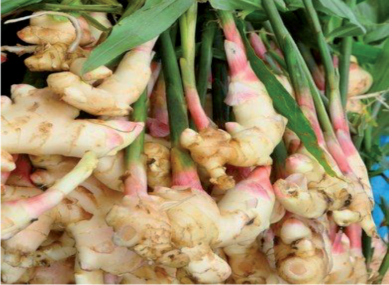 Gừng (Zingiber officinale) - Vị Thuốc Quý Trong Gian Bếp