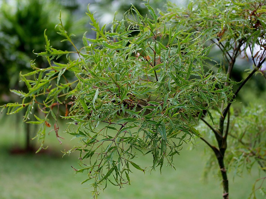 Đinh Lăng (Polyscias fruticosa) - Nhân Sâm Của Người Nghèo