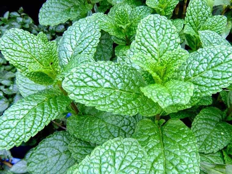 Bạc Hà (Mentha arvensis) - Tinh Dầu Thơm Mát Thông Mũi Họng