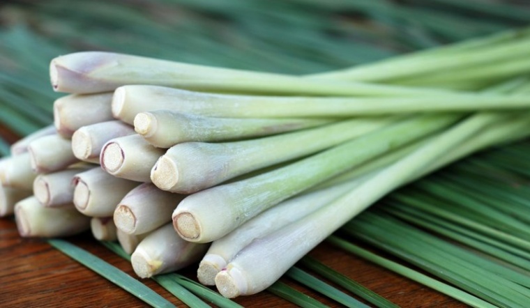 Sả (Cymbopogon citratus) - Thảo Dược Thơm Đuổi Muỗi