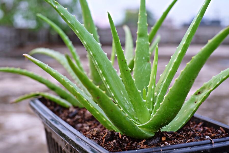 Nha Đam (Aloe vera) - Thanh Nhiệt Giải Độc Chữa Bỏng