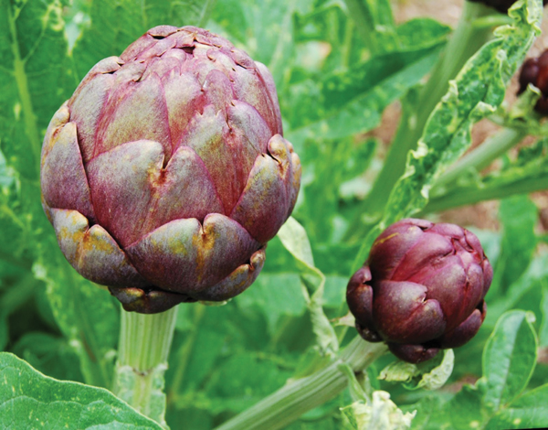Atiso (Cynara scolymus) - Bạn Đồng Hành Của Lá Gan