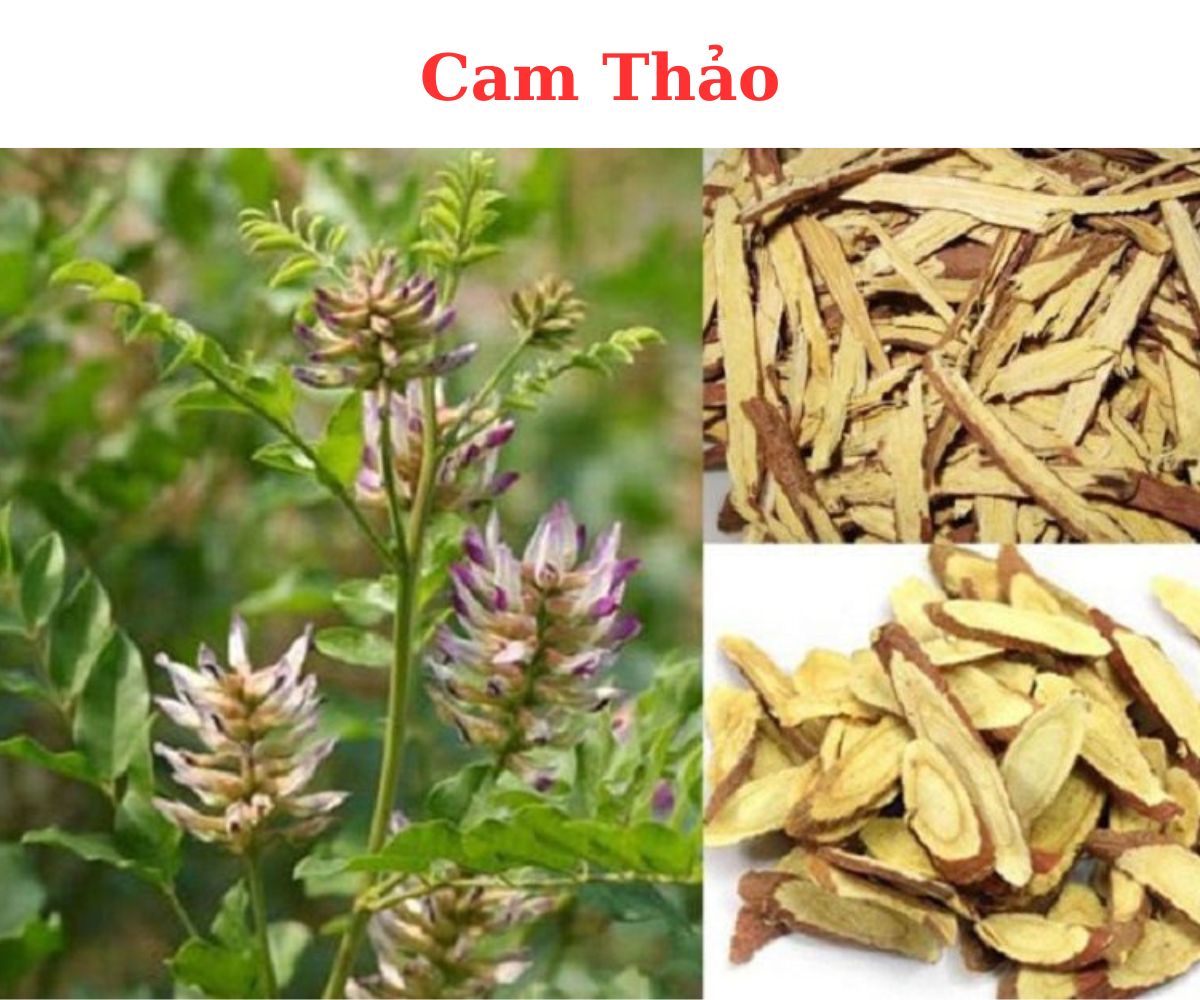 Cam Thảo - Vị thuốc điều hòa trăm bài