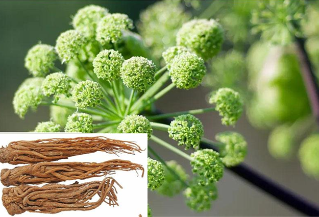 Đương Quy - Nữ khoa thánh dược