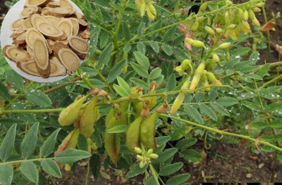 Hoàng Kỳ - Thánh dược bổ khí